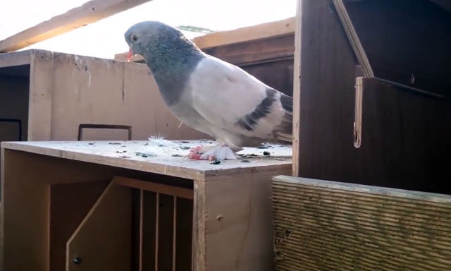 Turkish takla pigeons: video, varieties, breeding