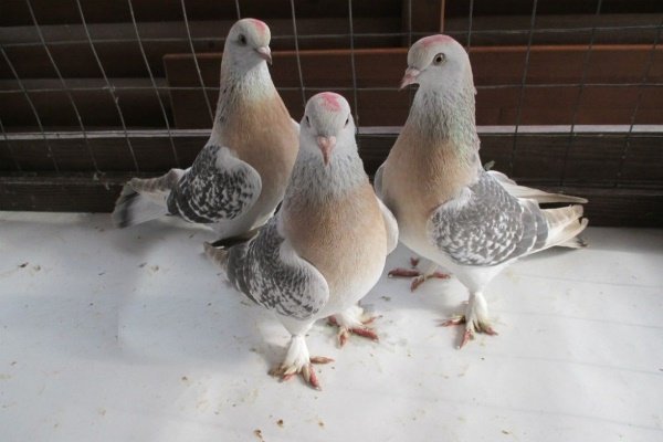 Turkish takla pigeons: video, varieties, breeding