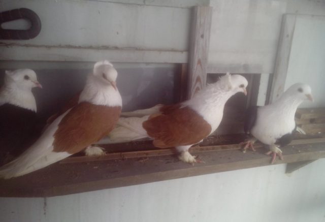 Turkish takla pigeons: video, varieties, breeding