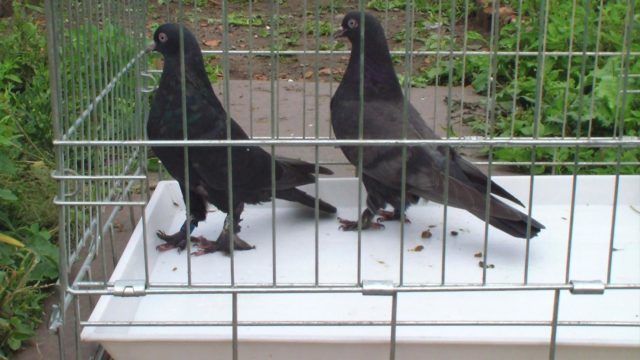 Turkish takla pigeons: video, varieties, breeding