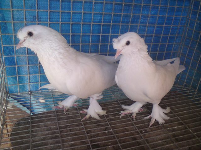 Turkish takla pigeons: video, varieties, breeding