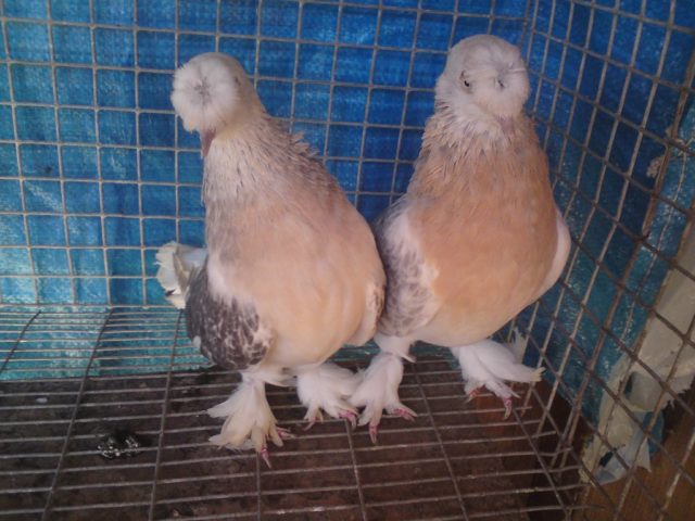 Turkish takla pigeons: video, varieties, breeding