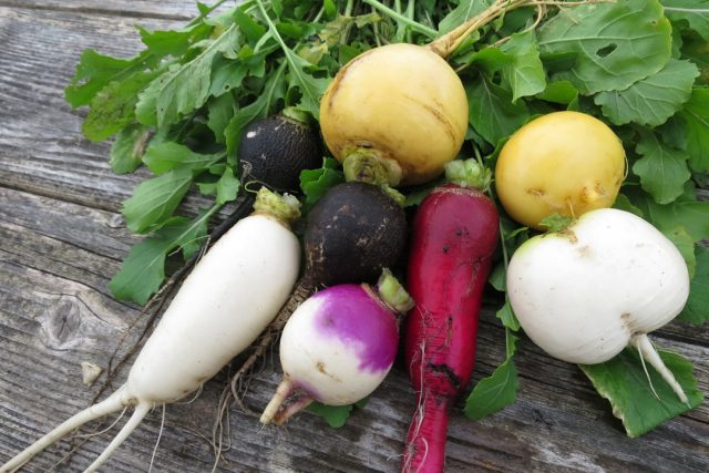 Turnip and radish: what is the difference, what is healthier