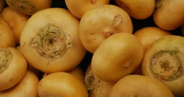 Turnip harvest: how to store for the winter