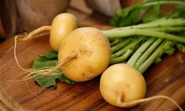 Turnip harvest: how to store for the winter