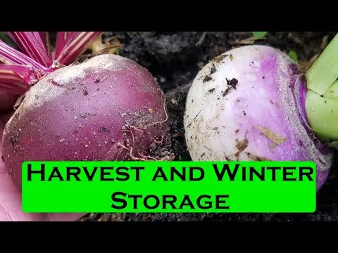 Turnip harvest: how to store for the winter