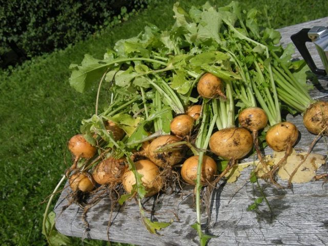 Turnip Petrovskaya 1: variety description, photos, reviews