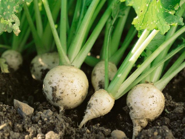 Turnip: photo, what kind of plant, cultivation, reviews