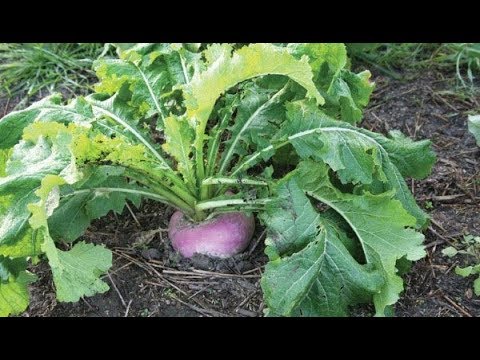 Turnip: photo, what kind of plant, cultivation, reviews