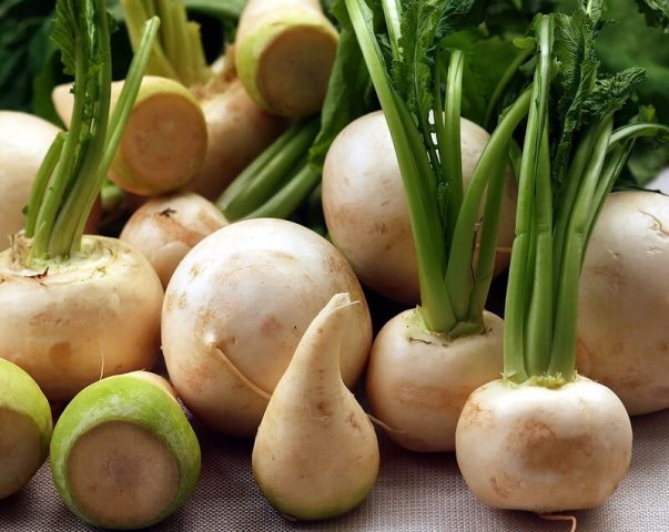 Turnip: photo, what kind of plant, cultivation, reviews