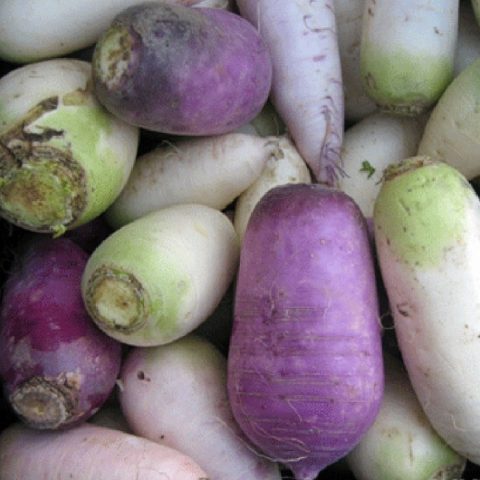 Turnip: photo, what kind of plant, cultivation, reviews