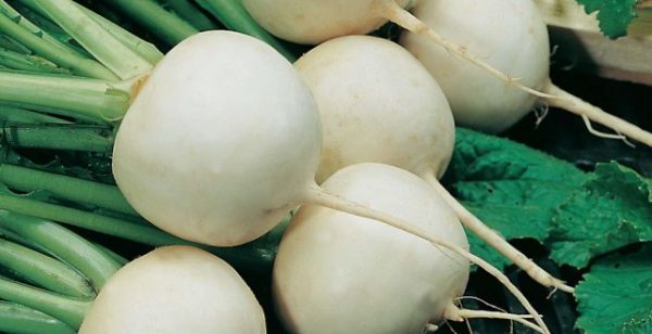 Turnip: photo, what kind of plant, cultivation, reviews