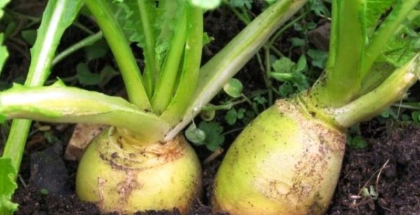 Turnip: photo, what kind of plant, cultivation, reviews