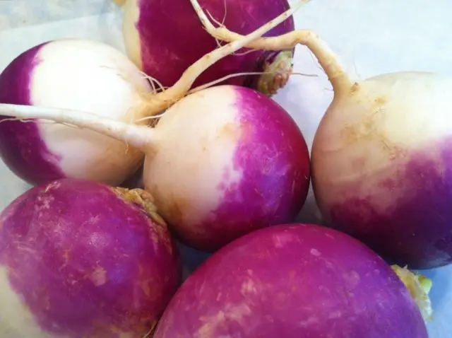 Turnip varieties with photos and descriptions