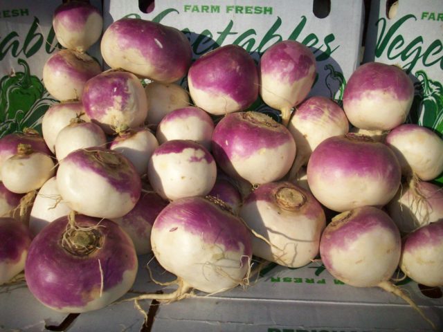 Turnip varieties with photos and descriptions