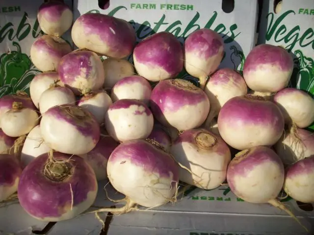 Turnip varieties with photos and descriptions