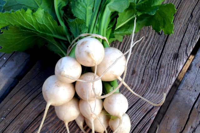 Turnip varieties with photos and descriptions