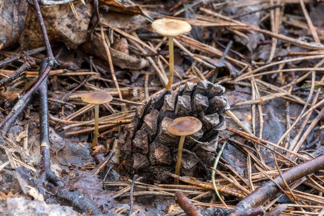 Twine-legged strobiliurus: where it grows, what it looks like, is it possible to eat