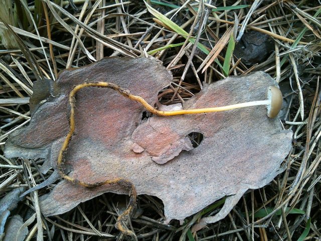 Twine-legged strobiliurus: where it grows, what it looks like, is it possible to eat