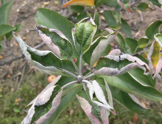 Twisting pear leaves