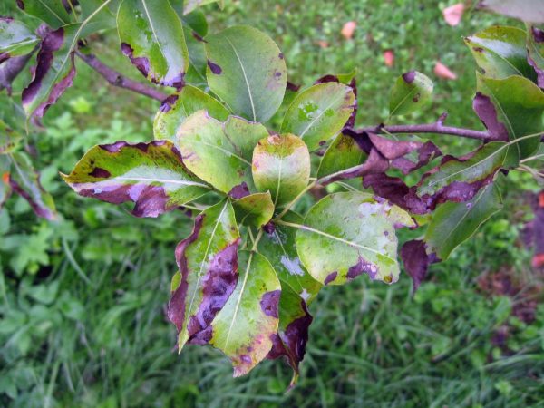 Twisting pear leaves