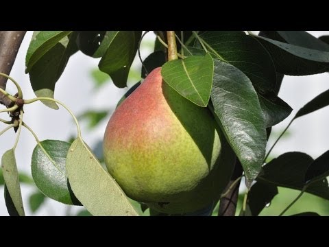 Twisting pear leaves