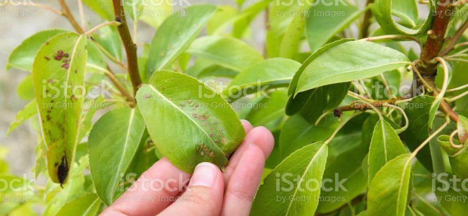 Twisting pear leaves