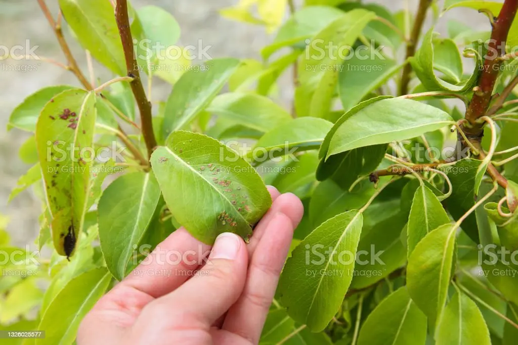 Twisting pear leaves