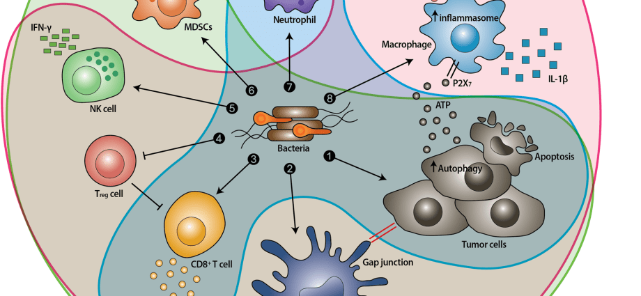 Two bacteria have been discovered that increase the risk of one of the most common malignancies