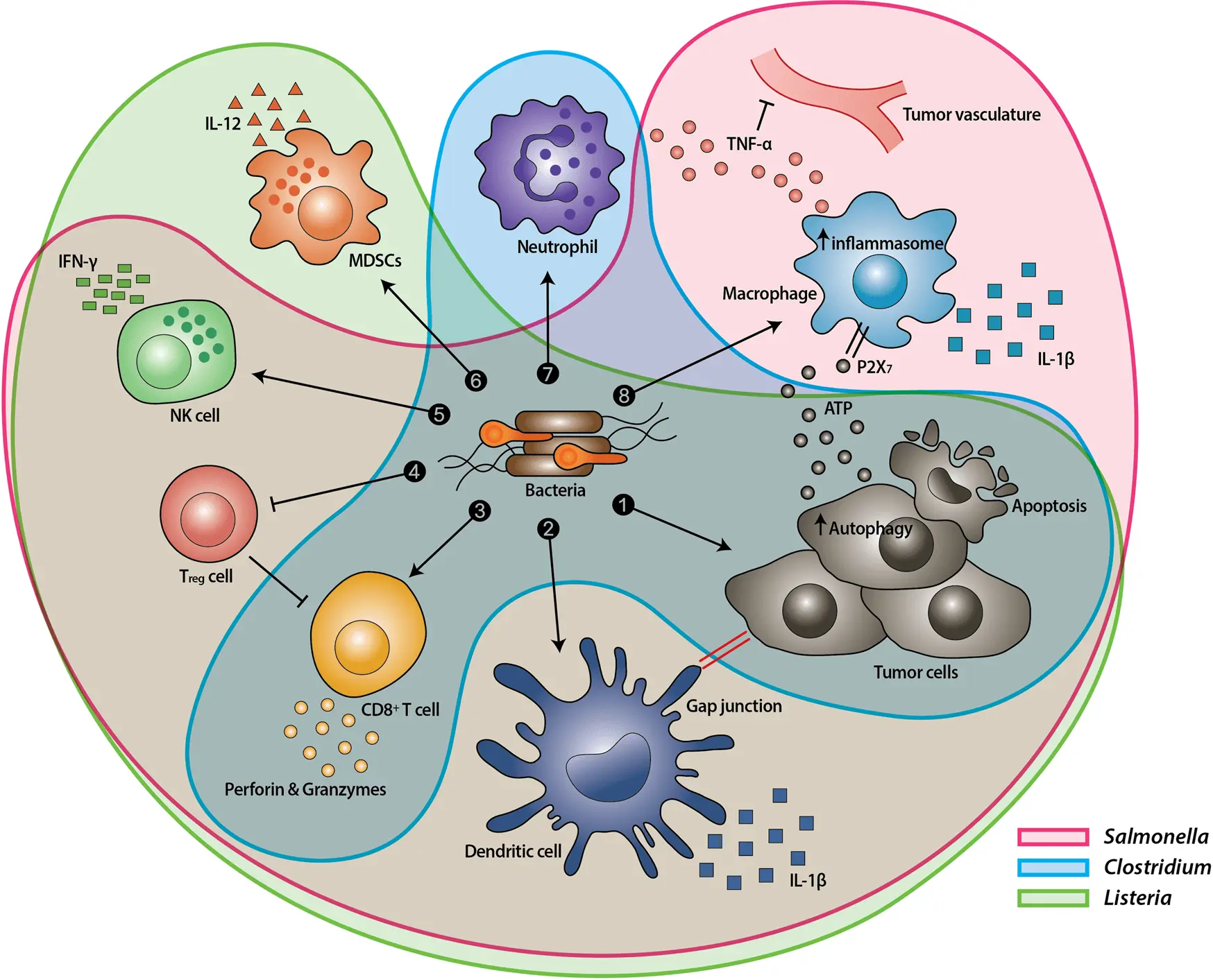 Two bacteria have been discovered that increase the risk of one of the most common malignancies