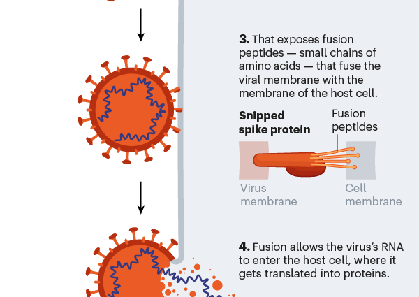 Two strains of the coronavirus. It will be more difficult to fight the disease