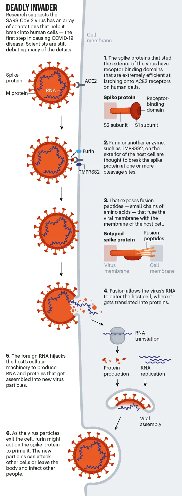 Two strains of the coronavirus. It will be more difficult to fight the disease