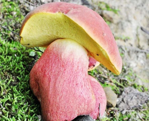 Two-tone boletus: description and photo