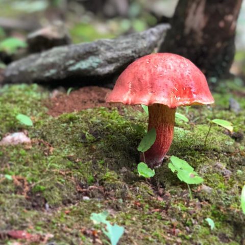 Two-tone boletus: description and photo