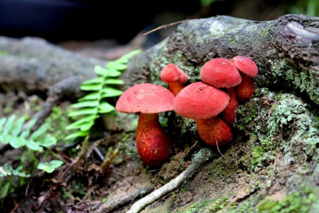 Two-tone boletus: description and photo