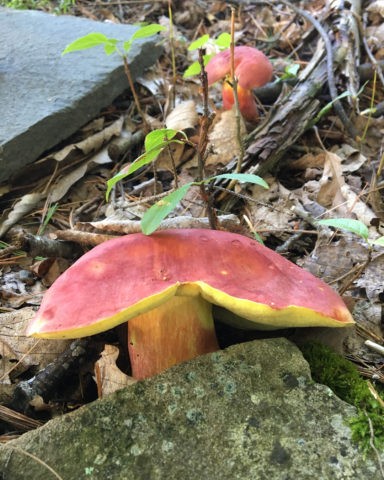 Two-tone boletus: description and photo