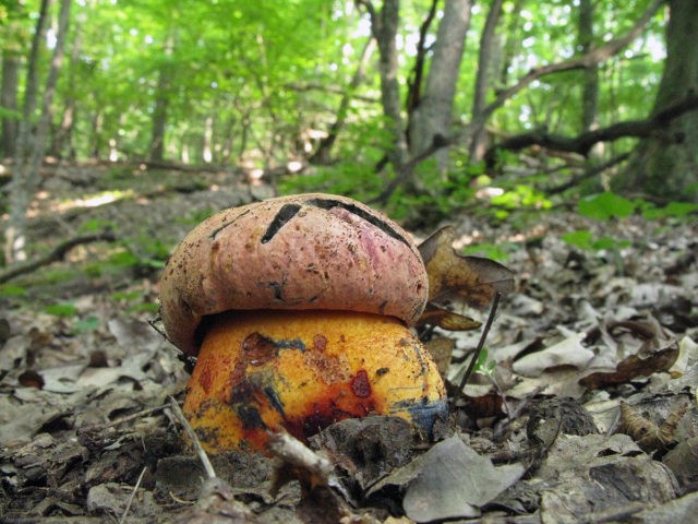 Two-tone boletus: description and photo