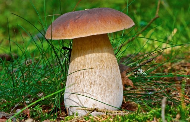 Two-tone boletus: description and photo