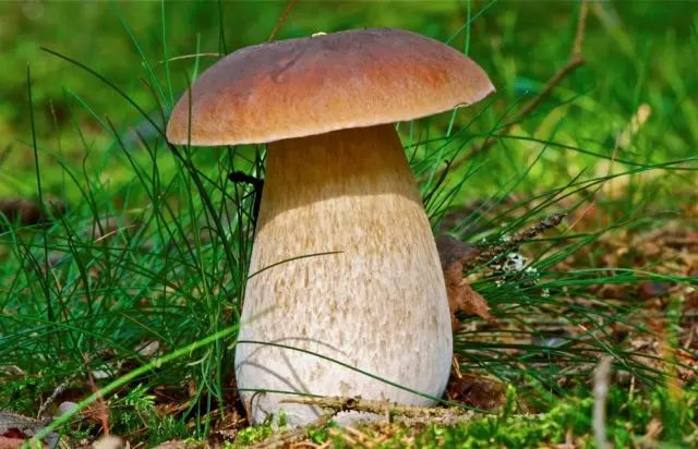 Two-tone boletus: description and photo
