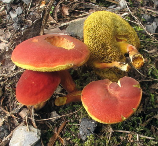 Two-tone boletus: description and photo