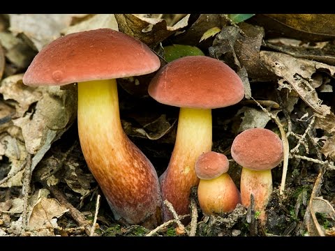 Two-tone boletus: description and photo