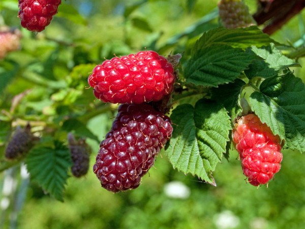 Tyberry blackberry - a wonderful hybrid of raspberries and blackberries