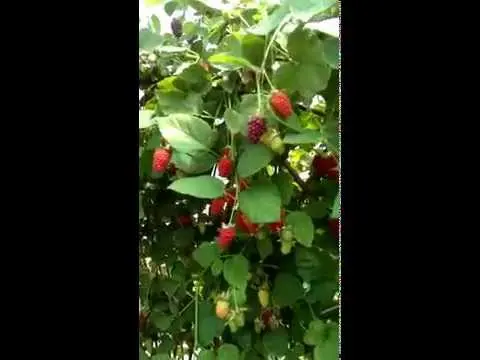 Tyberry blackberry - a wonderful hybrid of raspberries and blackberries