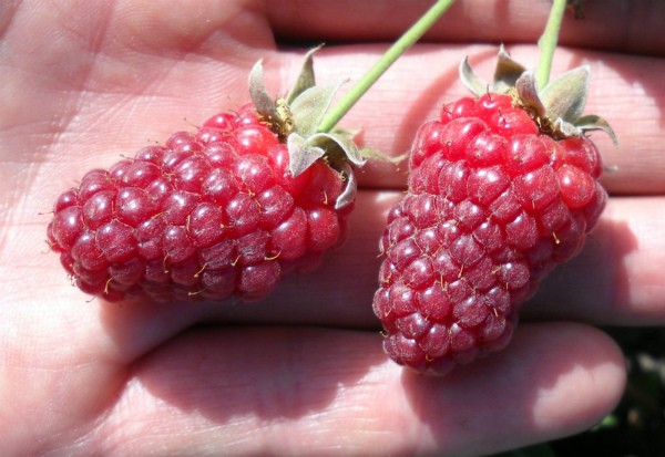 Tyberry blackberry - a wonderful hybrid of raspberries and blackberries