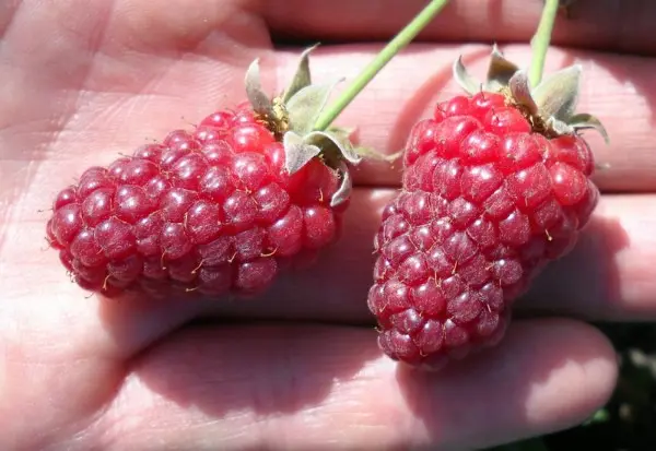 Tyberry blackberry - a wonderful hybrid of raspberries and blackberries