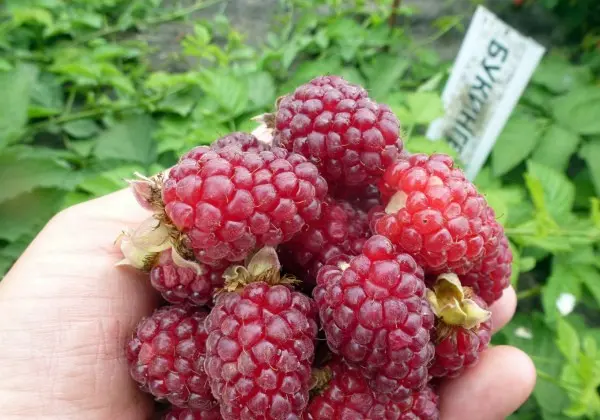 Tyberry blackberry - a wonderful hybrid of raspberries and blackberries