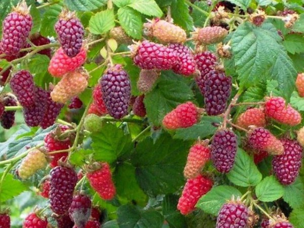 Tyberry blackberry - a wonderful hybrid of raspberries and blackberries