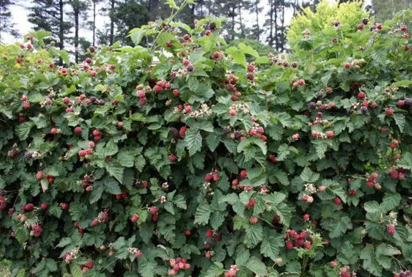 Tyberry blackberry - a wonderful hybrid of raspberries and blackberries