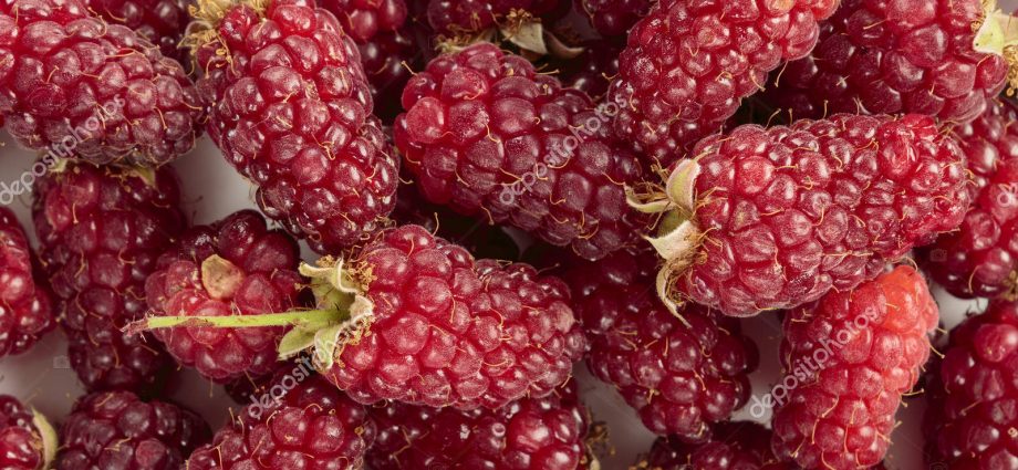 Tyberry blackberry &#8211; a wonderful hybrid of raspberries and blackberries