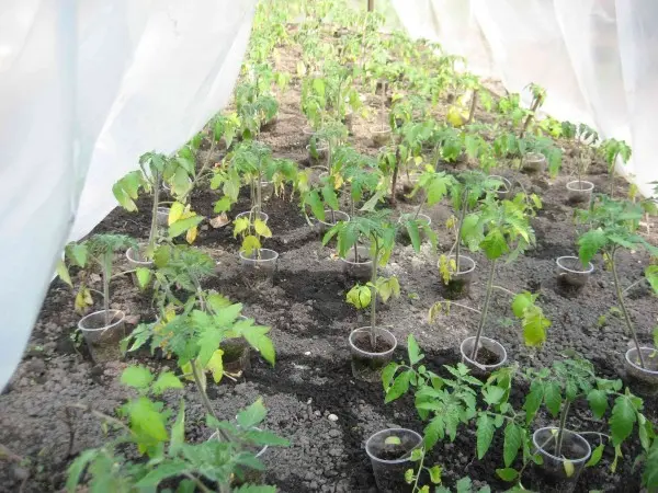 Types and terms of feeding tomatoes after planting in a greenhouse